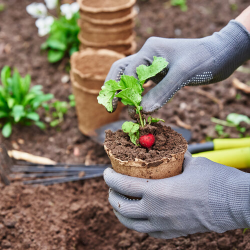 Pflanze einpflanzen Garten Erde.jpg