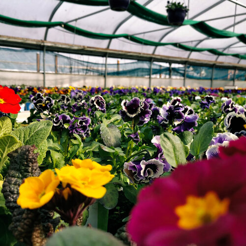 Blumen Gew?chshaus Beet Balkon.jpg