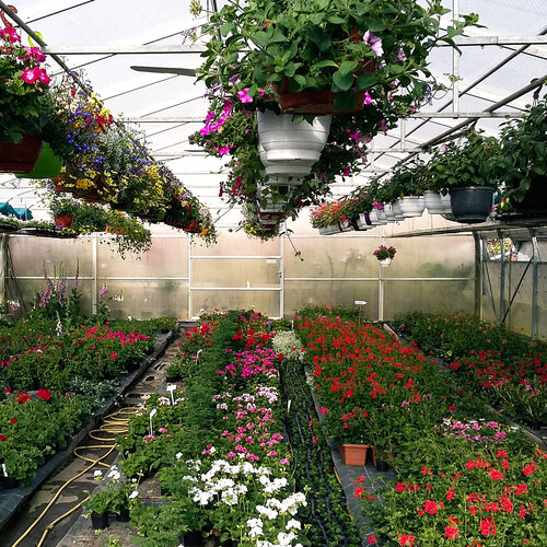 Beet Balkon Blumen Gew?chshaus.jpg