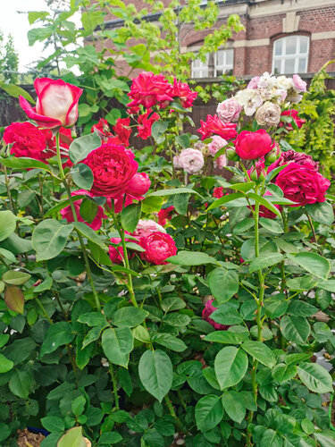 Blumen Pink Garten.jpg