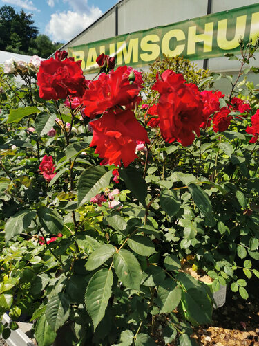 Rosen Garten Gew?chshaus.jpg