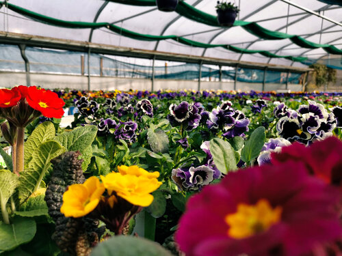 Gew?chshaus Balkon Garten Beet.jpg