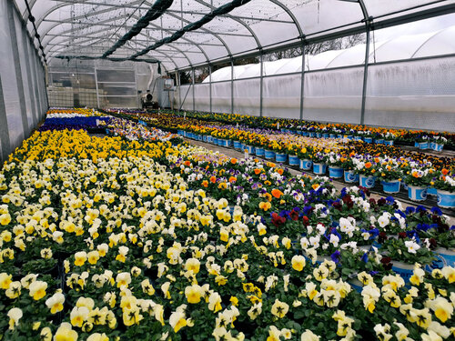 Gew?chshaus Blumen Garten Beet.jpg