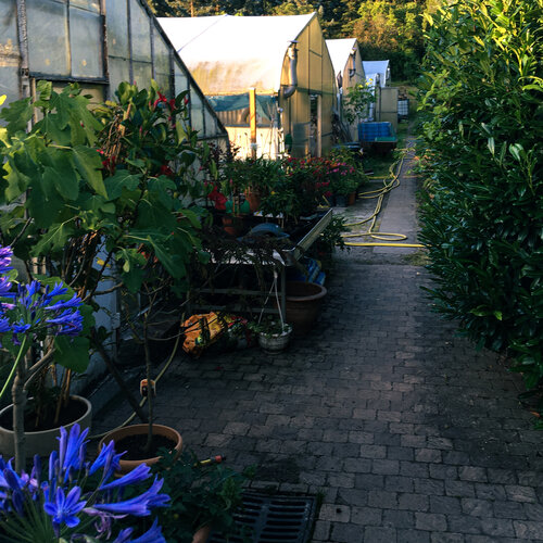 G?rtnerei Gew?chshaus Garten.jpg