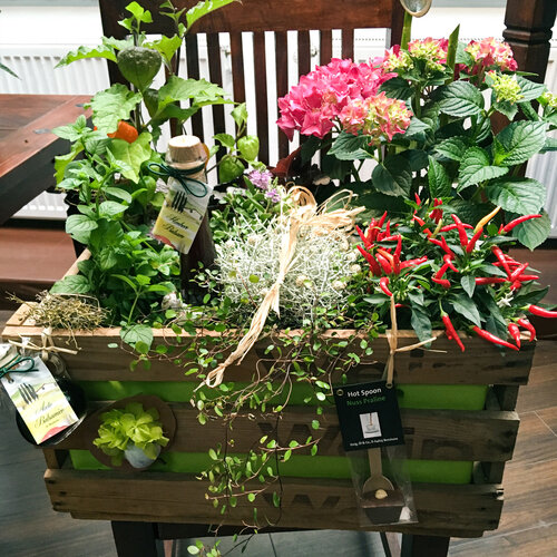 Topfpflanze Geschenke Dekoration Blumen.jpg